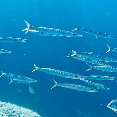 Lägenhet Picasso Art *